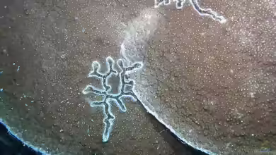 Astreopora cucullata im Aquarium halten