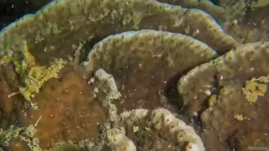 Astreopora explanata im Aquarium halten