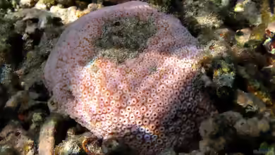 Astreopora listeri im Aquarium halten