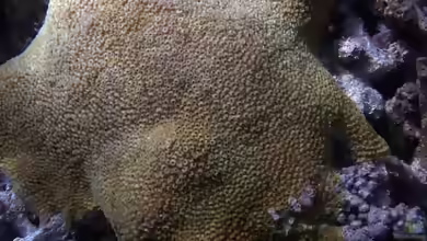 Astreopora myriophthalma im Aquarium halten