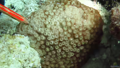 Astreopora ocellata im Aquarium halten