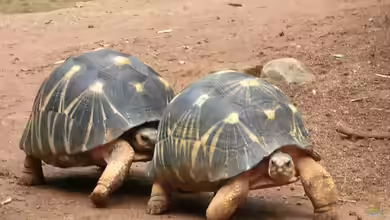 Astrochelys radiata im Terrarium halten