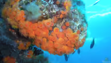 Astroides calycularis im Aquarium halten