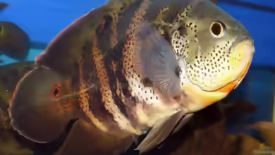 Astronotus crassipinnis im Aquarium halten