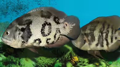 Astronotus ocellatus im Aquarium halten