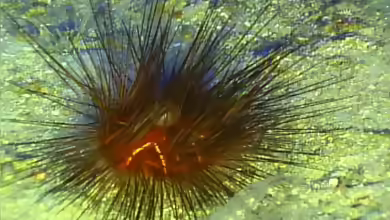 Astropyga magnifica im Aquarium halten