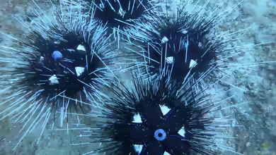 Astropyga pulvinata im Aquarium halten