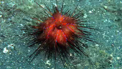 Astropyga radiata im Aquarium halten