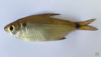 Astyanax bimaculatus im Aquarium halten
