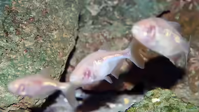 Astyanax jordani im Aquarium halten