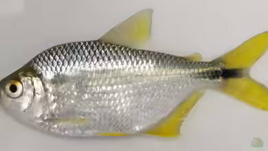 Astyanax lacustris im Aquarium halten