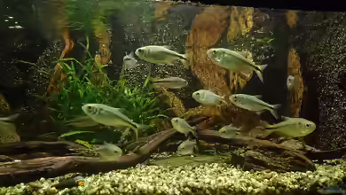 Astyanax mexicanus im Aquarium halten