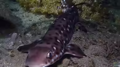 Atelomycterus erdmanni im Aquarium halten
