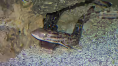 Atelomycterus marmoratus im Aquarium halten