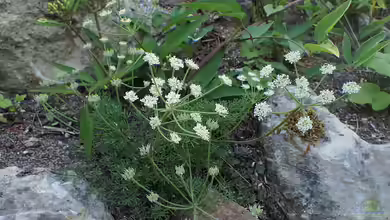 Athamanta cretensis im Garten pflanzen