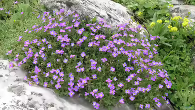 Aubrieta deltoidea im Garten pflanzen