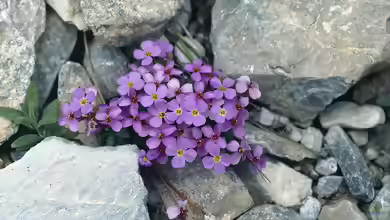 Aubrieta gracilis im Garten pflanzen