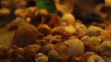 Auf der Baustelle von Quyrill