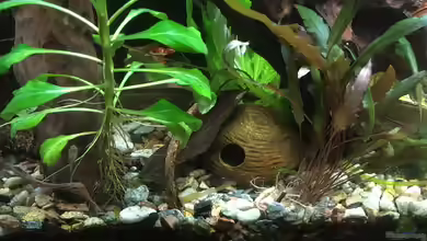 Aufgelöst Becken 33922 Ceylons Raumteiler von Ceylon