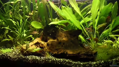 aufgelöstBecken 2668 von Justus