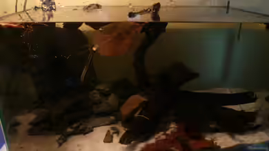 Aufzucht Krebse von Cichlid Power