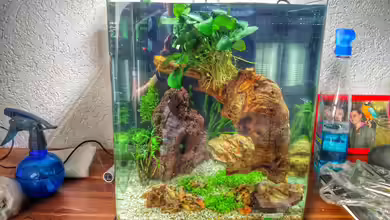 Aufzuchtbecken - Perlhuhnbärblinge von Solvin