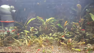 Aufzuchtbecken/Quarantäne von Valhall