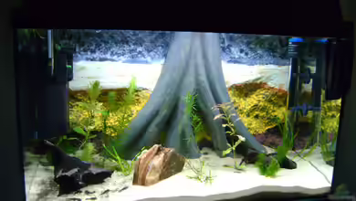 Aufzuchtbecken von Franz Wüest