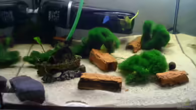 Aufzuchtbecken von Dennis Weber