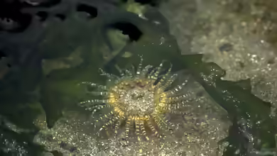Aulactinia verrucosa im Aquarium halten