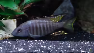 Aulonocara aquilonium im Aquarium halten
