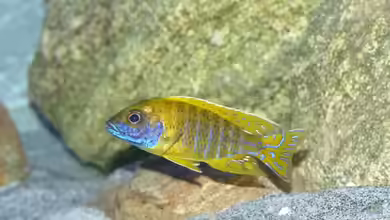 Aulonocara baenschi im Aquarium halten
