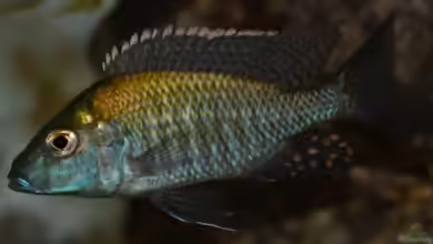 Aulonocara guentheri im Aquarium halten