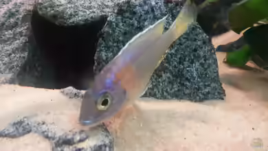 Aulonocara korneliae halten