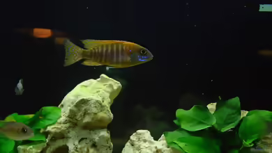 Aulonocara sp. ´red rubin´ halten