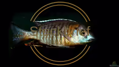 Aulonocara sp. yellow collar ‚Mazinzi Reef‘