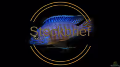 Aulonocara steveni ‚Mkondowe‘