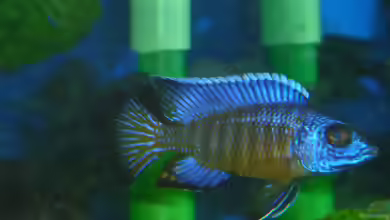 Aulonocara stuartgranti ´undu reef´ halten