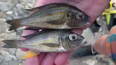 Aulonocranus dewindti im Aquarium halten
