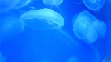Aurelia aurita im Aquarium halten