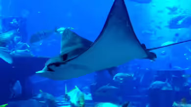 Aus den Aquarien der Welt , Fakten und Eindrücke über das Ambassador Lagoon & Dubai Aquarium (VAE, UAE)