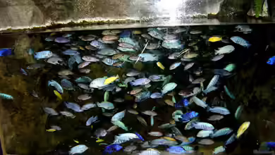 Aus der Geschichte der Malawisee-Aquaristik