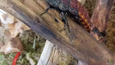 Außergewöhnliche Terraristik I: Gromphadorhina portentosa