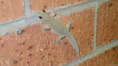 Australischer Hausgecko: Gehyra australis im Terrarium halten