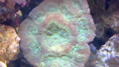 Australomussa rowleyensis im Aquarium halten