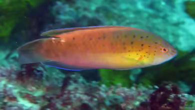 Austrolabrus maculatus im Aquarium halten