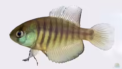 Austrolebias adloffi im Aquarium halten