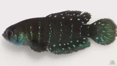 Austrolebias affinis: Affinis-Perlenfische im Aquarium halten