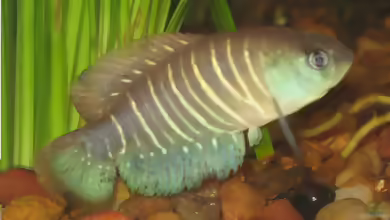 Austrolebias arachan im Aquarium halten