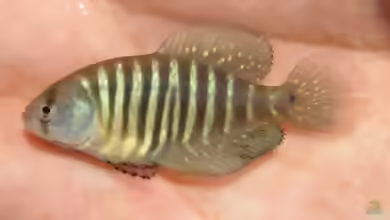 Austrolebias charrua im Aquarium halten